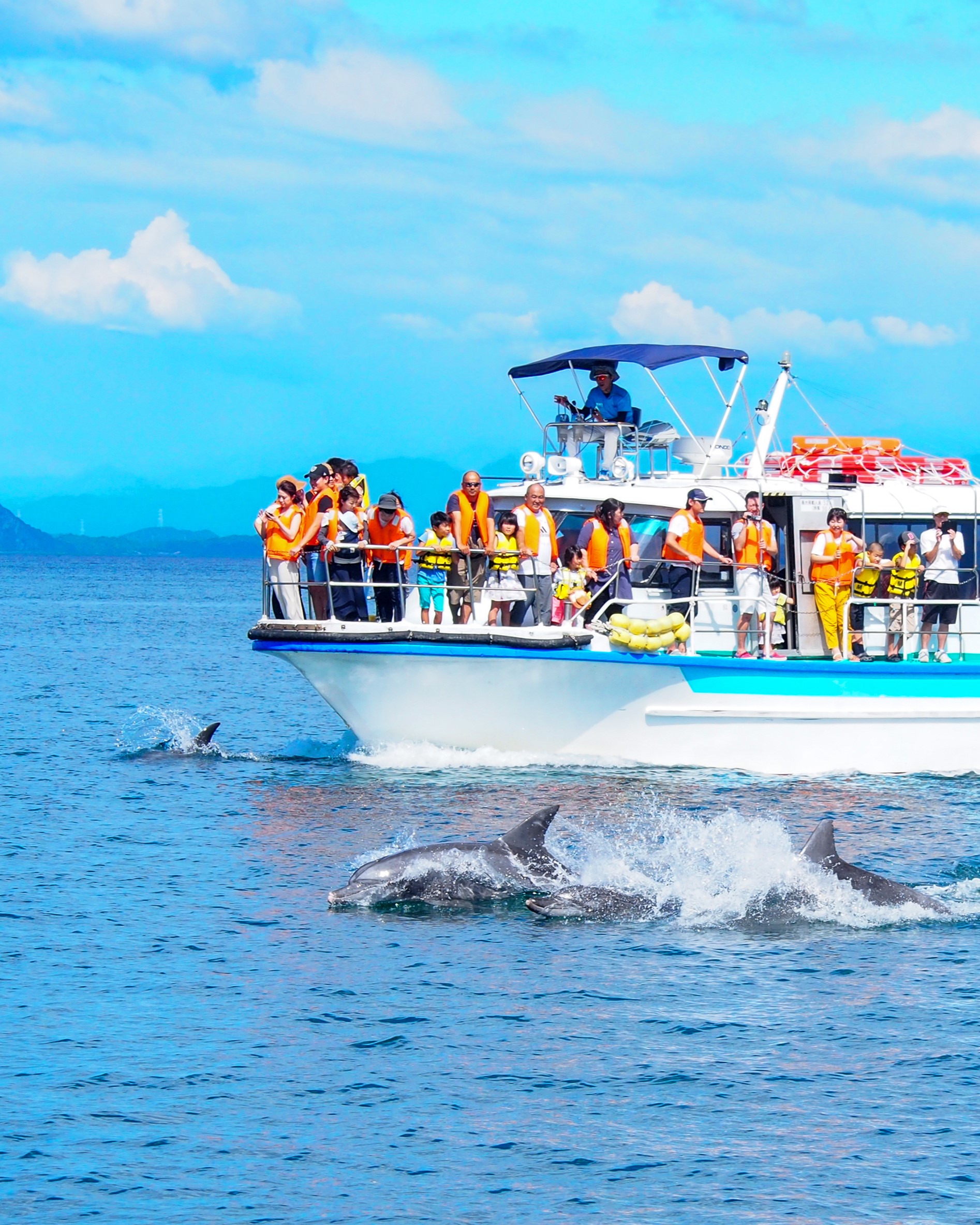 公式】南島原イルカウォッチング｜長崎・雲仙・島原の観光