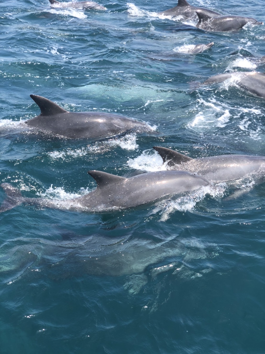 SDGsへの取り組み | 南島原イルカウォッチング